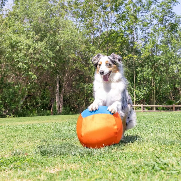 Large Interactive Inflatable Dog Ball