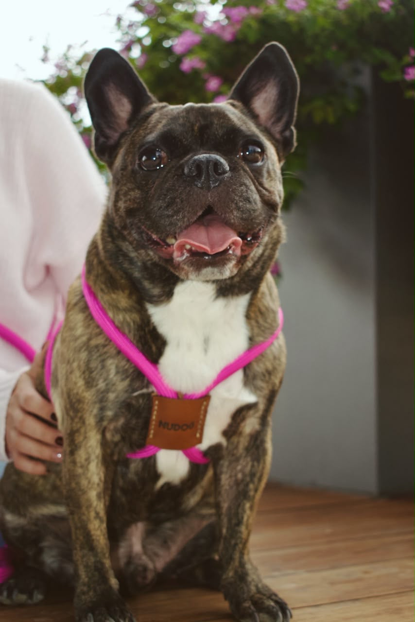🐶Hands-Free Dog Walking Harness & Leash