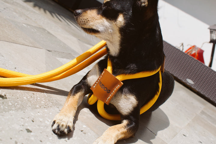 🐶Hands-Free Dog Walking Harness & Leash