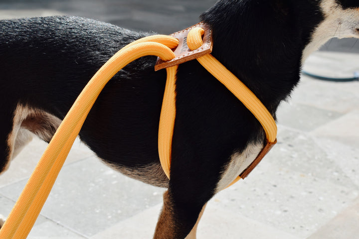 🐶Hands-Free Dog Walking Harness & Leash