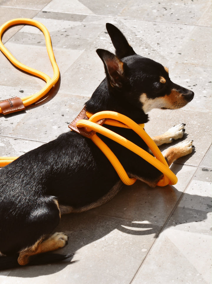 🐶Hands-Free Dog Walking Harness & Leash