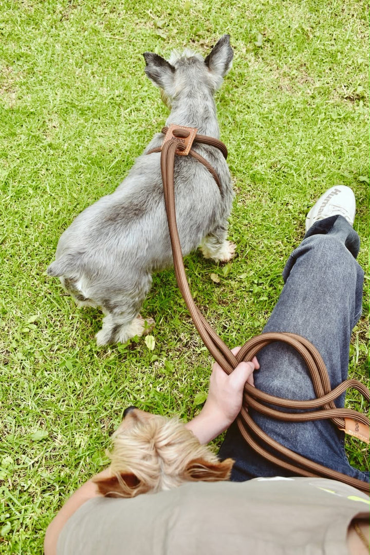 🐶Hands-Free Dog Walking Harness & Leash